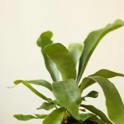 Platycerium Bifurcatum ‘Staghorn Fern’ Wood Plaque -Eds Plant Shop platycerium bifurcatum staghorn fern wood plaque 991249