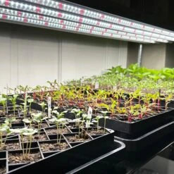 Plug & Play 4' LED Grow Lamp – T5 HO Sun White Pro Spectrum -Eds Plant Shop plug play 4 led grow lamp t5 ho sun white pro spectrum 872277