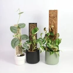 Plvnk Set For Shingling, Climbing Plants