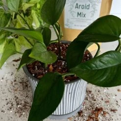 Premium Aroid Potting Mix – Nutrient-Rich Soil For Healthy Growth -Eds Plant Shop premium aroid potting mix nutrient rich soil for healthy growth 218160