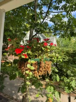 Premium Long Fiber Sphagnum Moss – Orchid & Kokedama Substrate (150g) 20 Premium Long Fiber Sphagnum Moss – Orchid & Kokedama Substrate (150g) -Eds Plant Shop premium long fiber sphagnum moss orchid kokedama substrate 150g 1090538