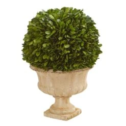 12-in Preserved Boxwood Ball In Decorative Urn