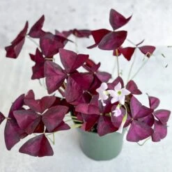 Purple Shamrock (Oxalis Triangularis) -Eds Plant Shop purple shamrock oxalis triangularis various sizes 299416