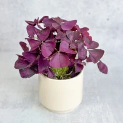 Purple Shamrock (Oxalis Triangularis) -Eds Plant Shop purple shamrock oxalis triangularis various sizes 725244