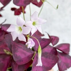 Purple Shamrock (Oxalis Triangularis) -Eds Plant Shop purple shamrock oxalis triangularis various sizes 966065