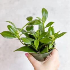 Rapunzel Lipstick Plant - Aeschynanthus Japhrolepsis - 4 Inch