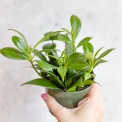 Rapunzel Lipstick Plant - Aeschynanthus Japhrolepsis - 4 Inch 7 Rapunzel Lipstick Plant - Aeschynanthus Japhrolepsis - 4 Inch -Eds Plant Shop rapunzel lipstick plant aeschynanthus japhrolepsis 4 inch 490878