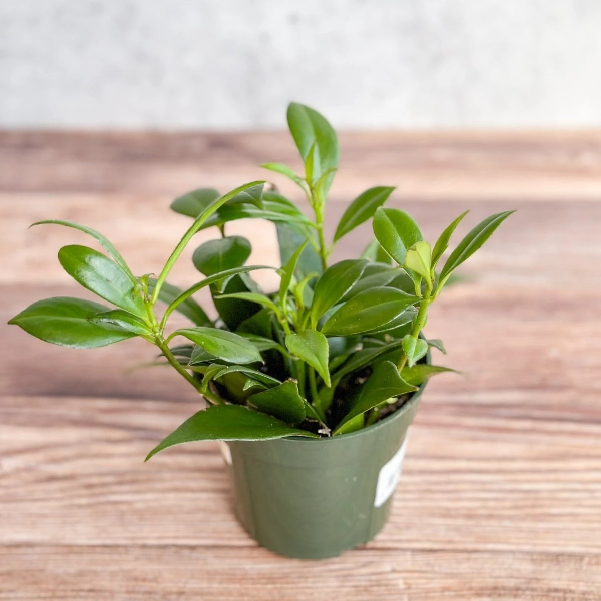 Rapunzel Lipstick Plant - Aeschynanthus Japhrolepsis - 4 Inch 4 Rapunzel Lipstick Plant - Aeschynanthus Japhrolepsis - 4 Inch - Image 2