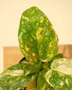 Rare Philodendron 'Copper Flame' – A Self-Heading Showstopper -Eds Plant Shop rare philodendron copper flame a self heading showstopper 557755