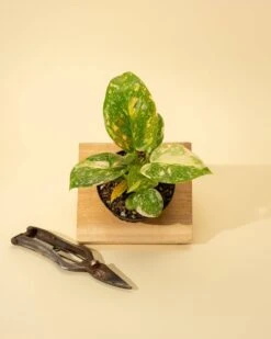 Rare Philodendron 'Copper Flame' – A Self-Heading Showstopper -Eds Plant Shop rare philodendron copper flame a self heading showstopper 562462