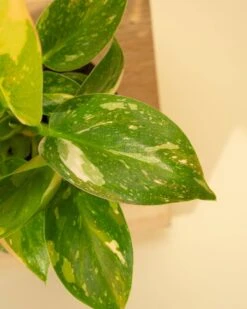 Rare Philodendron 'Copper Flame' – A Self-Heading Showstopper -Eds Plant Shop rare philodendron copper flame a self heading showstopper 650628