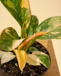 Rare Philodendron 'Copper Flame' – A Self-Heading Showstopper -Eds Plant Shop rare philodendron copper flame a self heading showstopper 677557