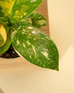 Rare Philodendron 'Copper Flame' – A Self-Heading Showstopper -Eds Plant Shop rare philodendron copper flame a self heading showstopper 696318