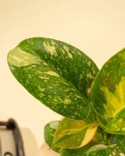 Rare Philodendron 'Copper Flame' – A Self-Heading Showstopper -Eds Plant Shop rare philodendron copper flame a self heading showstopper 935718