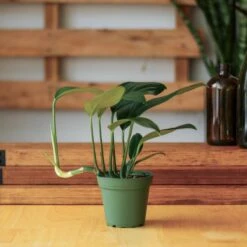 Rhaphidophora Decursiva - Dragon Tail Plant - 4 Inch -Eds Plant Shop rhaphidophora decursiva dragon tail plant 4 inch 256596