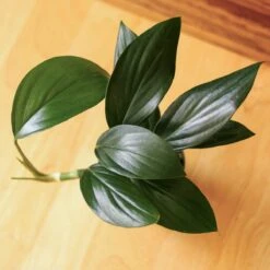 Rhaphidophora Decursiva - Dragon Tail Plant - 4 Inch -Eds Plant Shop rhaphidophora decursiva dragon tail plant 4 inch 693490