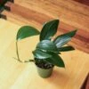 Rhaphidophora Decursiva - Dragon Tail Plant - 4 Inch -Eds Plant Shop rhaphidophora decursiva dragon tail plant 4 inch 743376