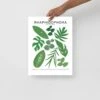 Rhaphidophora Species ID Chart - Botanical Plant Art Print 2 Rhaphidophora Species ID Chart - Botanical Plant Art Print -Eds Plant Shop rhaphidophora species id chart botanical plant art print 408443