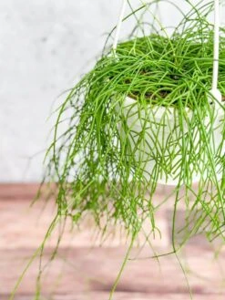 Rhipsalis Burchellii - Mistletoe Cactus Hanging Basket -Eds Plant Shop rhipsalis burchellii mistletoe cactus hanging basket 655379