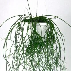 Rhipsalis Cashero - Mistletoe Cactus