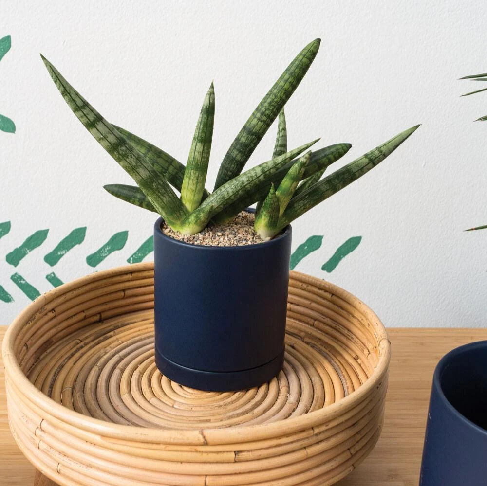 Romey Planter Pot With Water Saucer 4.75 Inch 10 Romey Planter Pot With Water Saucer 4.75 Inch - Image 8