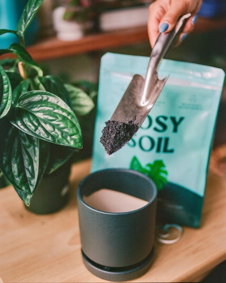 Rosy Soil Organic Indoor Potting Mix- Houseplant 4qt. 10 Rosy Soil Organic Indoor Potting Mix- Houseplant 4qt. - Image 8