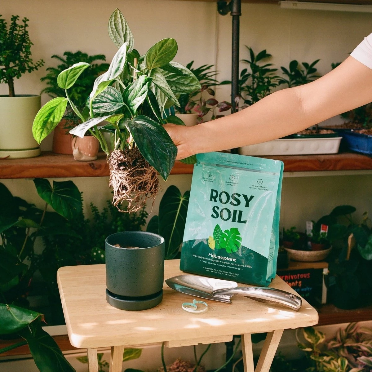 Rosy Soil Organic Indoor Potting Mix- Houseplant 4qt. 7 Rosy Soil Organic Indoor Potting Mix- Houseplant 4qt. - Image 5