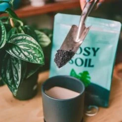 Rosy Soil Organic Indoor Potting Mix- Houseplant 8qt. 16 Rosy Soil Organic Indoor Potting Mix- Houseplant 8qt. -Eds Plant Shop rosy soil organic indoor potting mix houseplant 8qt 579675