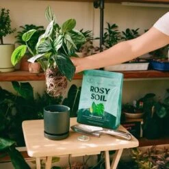 Rosy Soil Organic Indoor Potting Mix- Houseplant 8qt. 15 Rosy Soil Organic Indoor Potting Mix- Houseplant 8qt. -Eds Plant Shop rosy soil organic indoor potting mix houseplant 8qt 781321