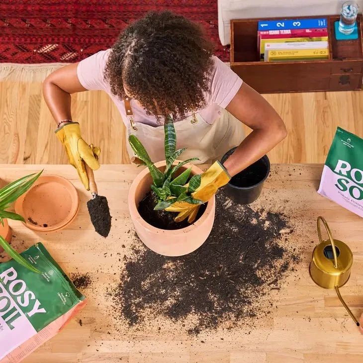 Rosy Soil Organic Indoor Potting Mix- Houseplant 8qt. 7 Rosy Soil Organic Indoor Potting Mix- Houseplant 8qt. - Image 5