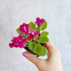 Saintpaulia 'African Violet' -Eds Plant Shop saintpaulia african violet 416564