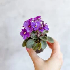 Saintpaulia 'African Violet' -Eds Plant Shop saintpaulia african violet 576027