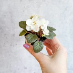 Saintpaulia 'African Violet' -Eds Plant Shop saintpaulia african violet 716417