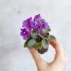 Saintpaulia 'African Violet' -Eds Plant Shop saintpaulia african violet 831147