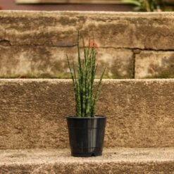 Sansevieria Fernwood 'Mikado' - Unique Snake Plant