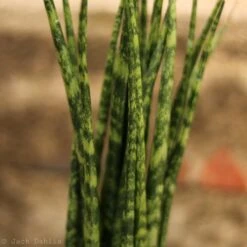 Sansevieria Fernwood 'Mikado' - Unique Snake Plant -Eds Plant Shop sansevieria fernwood mikado unique snake plant 993727