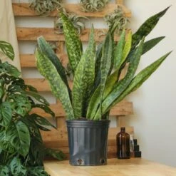 Sansevieria Jaboa - Jaboa Snake Plant - 10 Inch Floor Plant 12 Sansevieria Jaboa - Jaboa Snake Plant - 10 Inch Floor Plant -Eds Plant Shop sansevieria jaboa jaboa snake plant 10 inch floor plant 302608