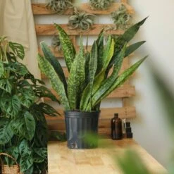 Sansevieria Jaboa - Jaboa Snake Plant - 10 Inch Floor Plant 14 Sansevieria Jaboa - Jaboa Snake Plant - 10 Inch Floor Plant -Eds Plant Shop sansevieria jaboa jaboa snake plant 10 inch floor plant 334078
