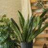 Sansevieria Jaboa - Jaboa Snake Plant - 10 Inch Floor Plant 2 Sansevieria Jaboa - Jaboa Snake Plant - 10 Inch Floor Plant -Eds Plant Shop sansevieria jaboa jaboa snake plant 10 inch floor plant 334986