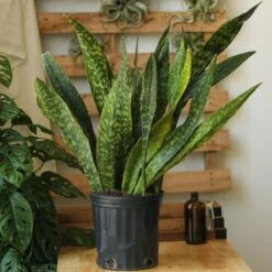 Sansevieria Jaboa - Jaboa Snake Plant - 10 Inch Floor Plant 15 Sansevieria Jaboa - Jaboa Snake Plant - 10 Inch Floor Plant -Eds Plant Shop sansevieria jaboa jaboa snake plant 10 inch floor plant 389623