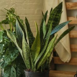Sansevieria Jaboa - Jaboa Snake Plant - 10 Inch Floor Plant 16 Sansevieria Jaboa - Jaboa Snake Plant - 10 Inch Floor Plant -Eds Plant Shop sansevieria jaboa jaboa snake plant 10 inch floor plant 471293