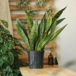 Sansevieria Jaboa - Jaboa Snake Plant - 10 Inch Floor Plant 13 Sansevieria Jaboa - Jaboa Snake Plant - 10 Inch Floor Plant -Eds Plant Shop sansevieria jaboa jaboa snake plant 10 inch floor plant 736536