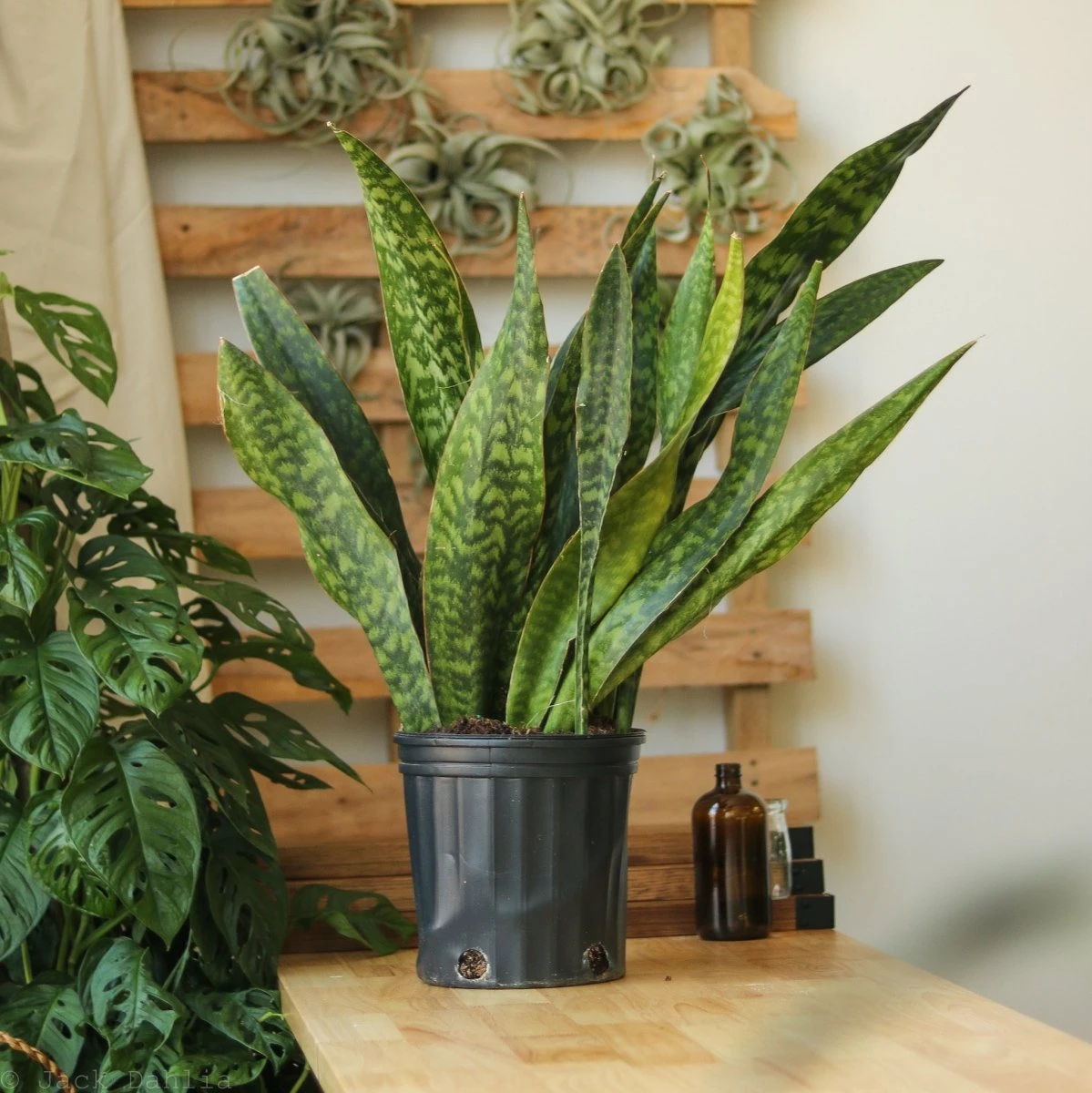 Sansevieria Jaboa - Jaboa Snake Plant - 10 Inch Floor Plant 6 Sansevieria Jaboa - Jaboa Snake Plant - 10 Inch Floor Plant - Image 4