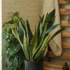 Sansevieria Jaboa - Jaboa Snake Plant - 10 Inch Floor Plant 17 Sansevieria Jaboa - Jaboa Snake Plant - 10 Inch Floor Plant -Eds Plant Shop sansevieria jaboa jaboa snake plant 10 inch floor plant 897232