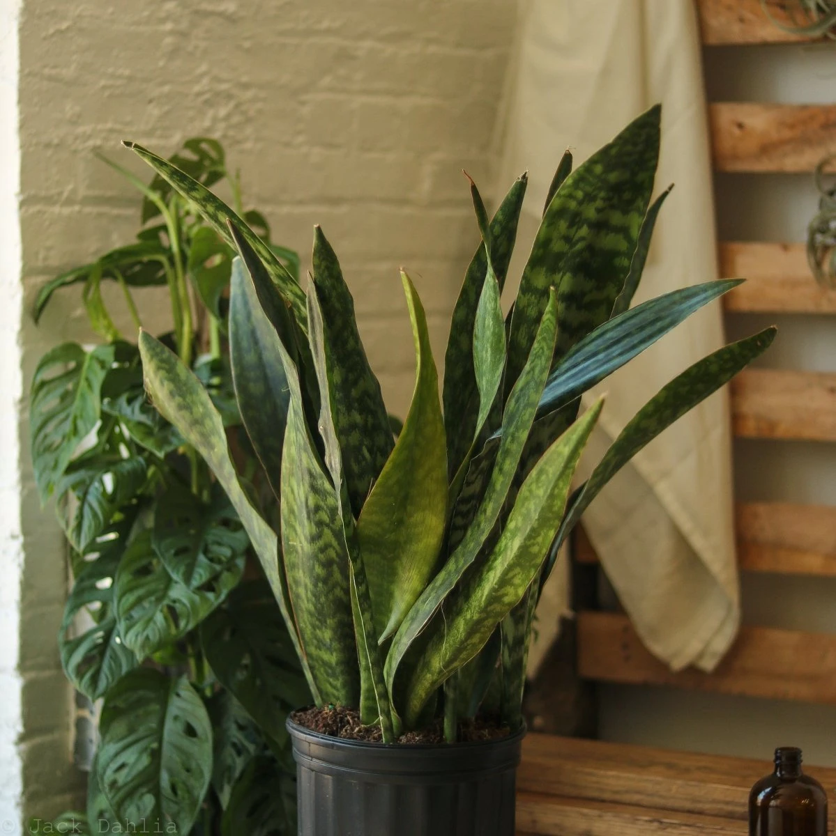 Sansevieria Jaboa - Jaboa Snake Plant - 10 Inch Floor Plant 10 Sansevieria Jaboa - Jaboa Snake Plant - 10 Inch Floor Plant - Image 8