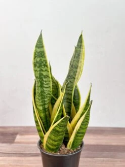 Sansevieria Laurentii 'Robusta' - Yellow Variegated Snake Plant -Eds Plant Shop sansevieria laurentii robusta yellow variegated snake plant various sizes 520953