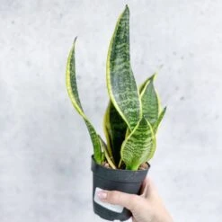 Sansevieria Laurentii 'Robusta' - Yellow Variegated Snake Plant -Eds Plant Shop sansevieria laurentii robusta yellow variegated snake plant various sizes 566247
