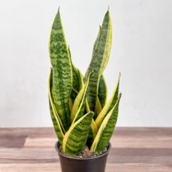 Sansevieria Laurentii 'Robusta' - Yellow Variegated Snake Plant -Eds Plant Shop sansevieria laurentii robusta yellow variegated snake plant various sizes 648647