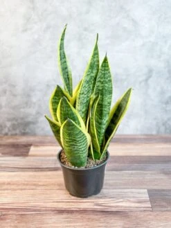 Sansevieria Laurentii 'Robusta' - Yellow Variegated Snake Plant -Eds Plant Shop sansevieria laurentii robusta yellow variegated snake plant various sizes 652949