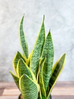Sansevieria Laurentii 'Robusta' - Yellow Variegated Snake Plant -Eds Plant Shop sansevieria laurentii robusta yellow variegated snake plant various sizes 975103